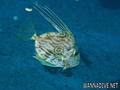 foto de buceo