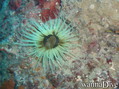 foto de buceo