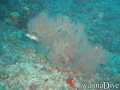 foto de buceo