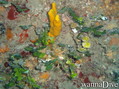 foto de buceo