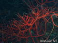 foto de buceo