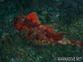 foto de buceo