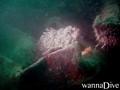 foto de buceo