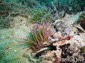 foto de buceo