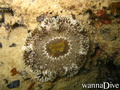 foto de buceo