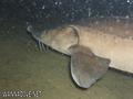 foto de buceo