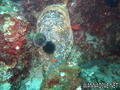 foto de buceo