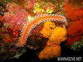 foto de buceo