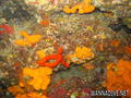foto de buceo