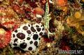foto de buceo