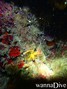 foto de buceo