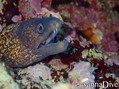 foto de buceo