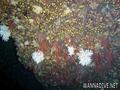 foto de buceo