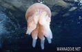 foto de buceo