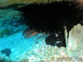 foto de buceo