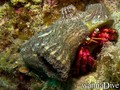 foto de buceo