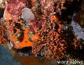 foto de buceo