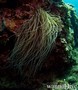 foto de buceo