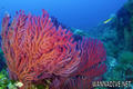 foto de buceo