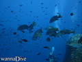 foto de buceo