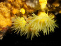 foto de buceo