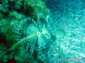 foto de buceo