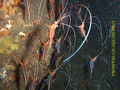 foto de buceo
