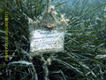 foto de buceo
