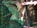 foto de buceo