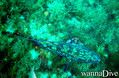 foto de buceo