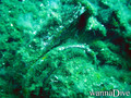 foto de buceo