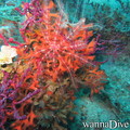 foto de buceo