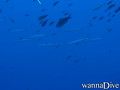 foto de buceo