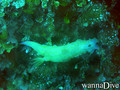 foto de buceo