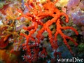 foto de buceo