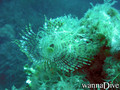 foto de buceo