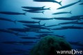 foto de buceo