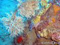 foto de buceo