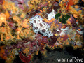 foto de buceo