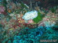foto de buceo