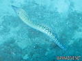 foto de buceo