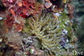 foto de buceo