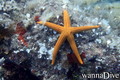 foto de buceo