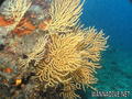 foto de buceo