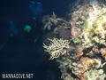 foto de buceo