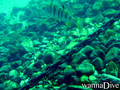 foto de buceo