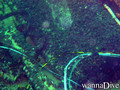 foto de buceo