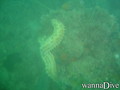 foto de buceo