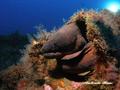 foto de buceo