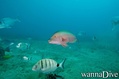 foto de buceo